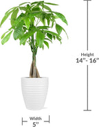 Green Circle Growers 5" Money Tree in White Floramx Pot, Live Indoor Plants, House Plant