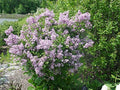 Live Plant from Green Promise Farms - Dwarf Korean Lilac, Syringa meyeri Palibin, Purple Flowers, #3 Gallon Size Container This Plant Does NOT Ship to AZ, CA, HI, ID, MT, NV, OR, PR, UT & WA!!