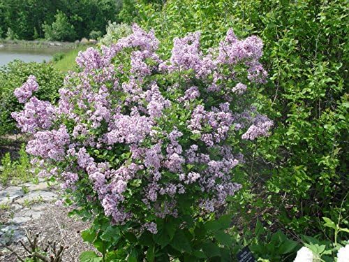 Live Plant from Green Promise Farms - Dwarf Korean Lilac, Syringa meyeri Palibin, Purple Flowers, #3 Gallon Size Container This Plant Does NOT Ship to AZ, CA, HI, ID, MT, NV, OR, PR, UT & WA!!