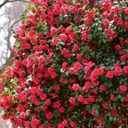 9 Months Old Camellia Tree Live Plant, Camellias Plants Shrub, Large Flower Well-Rooted in Pot, Indoor Outdoor, Cold Hardy (Red)