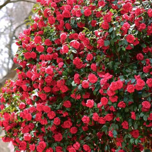 9 Months Old Camellia Tree Live Plant, Camellias Plants Shrub, Large Flower Well-Rooted in Pot, Indoor Outdoor, Cold Hardy (Red)