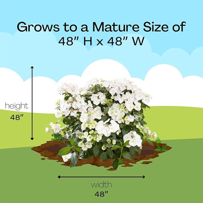 Proven Winners 2 Gal. Fairytrail Bride Hydrangea Shrub