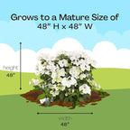 Proven Winners 2 Gal. Fairytrail Bride Hydrangea Shrub