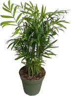Parlor Palm, Pet-Friendly, Air Purifying Plant, Live Indoor Plant, Neanthe Bella Palm, Easy Care and Easy to Grow and Low Maintenance Live Houseplant in 4 inch Pot