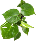 American Plant Exchange Monstera Deliciosa – Live 4-Inch Pot in Stylish Pot Cover, Easy-Care Split Leaf Vine, Low-Maintenance Air Purifying Houseplant for Home, Office & Garden Décor