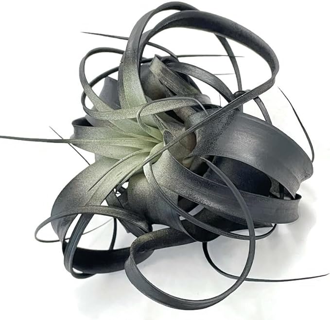 XL Xerographica Colored Air Plant, Live Tillandsia House Plant, Easy Care Indoor Outdoor, Great Gift, Healthy Arrival Guaranteed (Black)