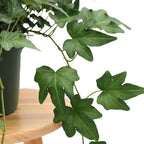 American Plant Exchange English Ivy 'Needlepoint' – 6-Inch Pot, Live Trailing Vine, Low-Maintenance Air-Purifying Houseplant for Hanging Baskets, Shelves & Indoor Home or Office Décor