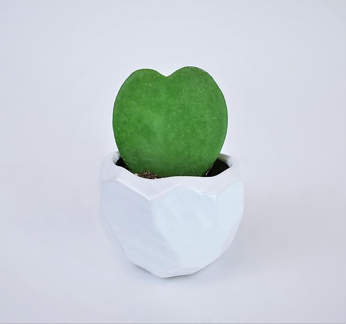 Athena's Garden Heart-shaped Hoya Kerrii 1 Live Plant Succulent White Ceramic Pot Arrangement