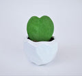 Athena's Garden Heart-shaped Hoya Kerrii 1 Live Plant Succulent White Ceramic Pot Arrangement