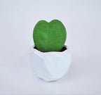 Athena's Garden Heart-shaped Hoya Kerrii 1 Live Plant Succulent White Ceramic Pot Arrangement