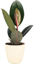 Thorsen's Greenhouse Ficus elastica, Live Indoor Plant, Rare Variety, Natural Air Purifier, Burgundy Rubber Plant, 4-Inch Diameter Pot (Natural)