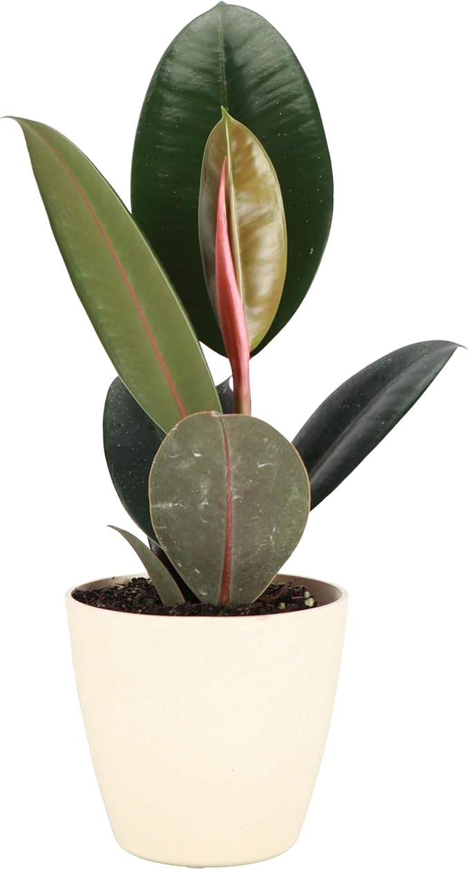 Thorsen's Greenhouse Ficus elastica, Live Indoor Plant, Rare Variety, Natural Air Purifier, Burgundy Rubber Plant, 4-Inch Diameter Pot (Natural)