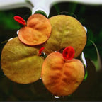 30 Red Root Floater Plants Live, Red Root Floater Live Plant, Vibrant Aquarium Plants for Indoor and Outdoor Gardens