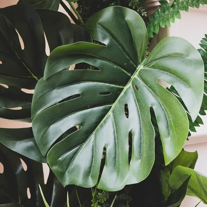 Monstera Plant Live, Monstera Fully Rooted 4-7'' Tall, No Pot, Easy-Care, Fast-Growing Indoor Houseplant (Deliciosa Swiss Cheese)