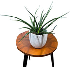 Fernwood Mikado Snake Plant in 2 inch Nursery Pot, Sansevieria Fernwood Live Indoor Plant, Low Light Air Purifier Plant, Easy Care Succulent Plant