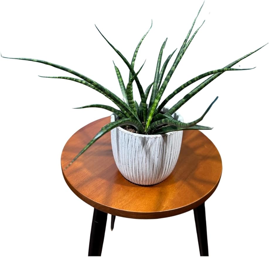Fernwood Mikado Snake Plant in 2 inch Nursery Pot, Sansevieria Fernwood Live Indoor Plant, Low Light Air Purifier Plant, Easy Care Succulent Plant