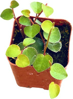Live Trailing Plants String Plants (2”Pot Peperomia Ruby Cascade)