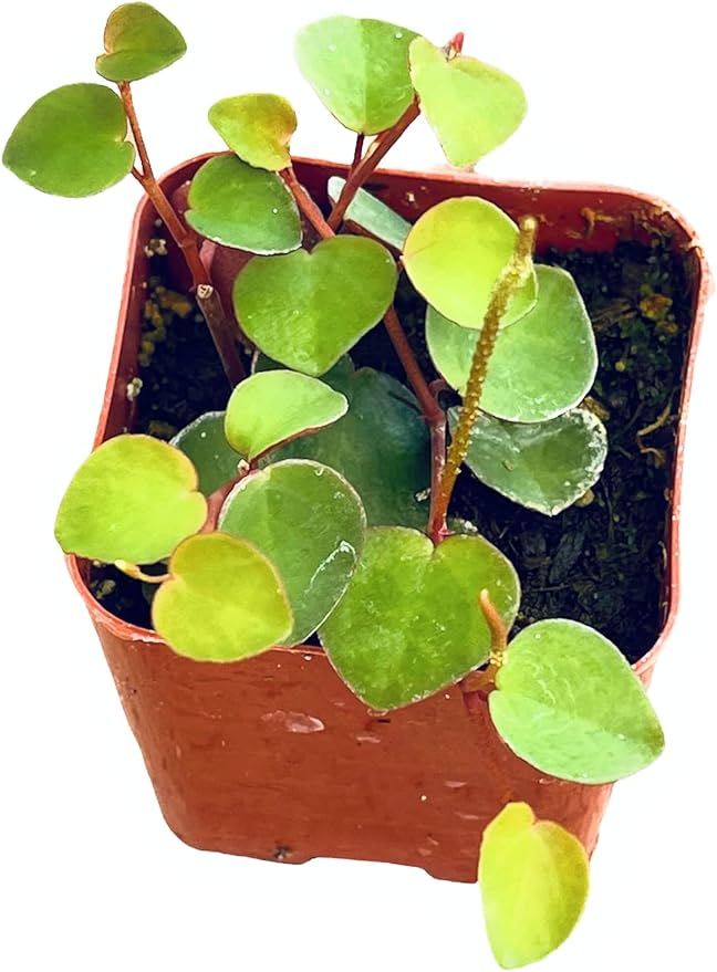 Live Trailing Plants String Plants (2”Pot Peperomia Ruby Cascade)