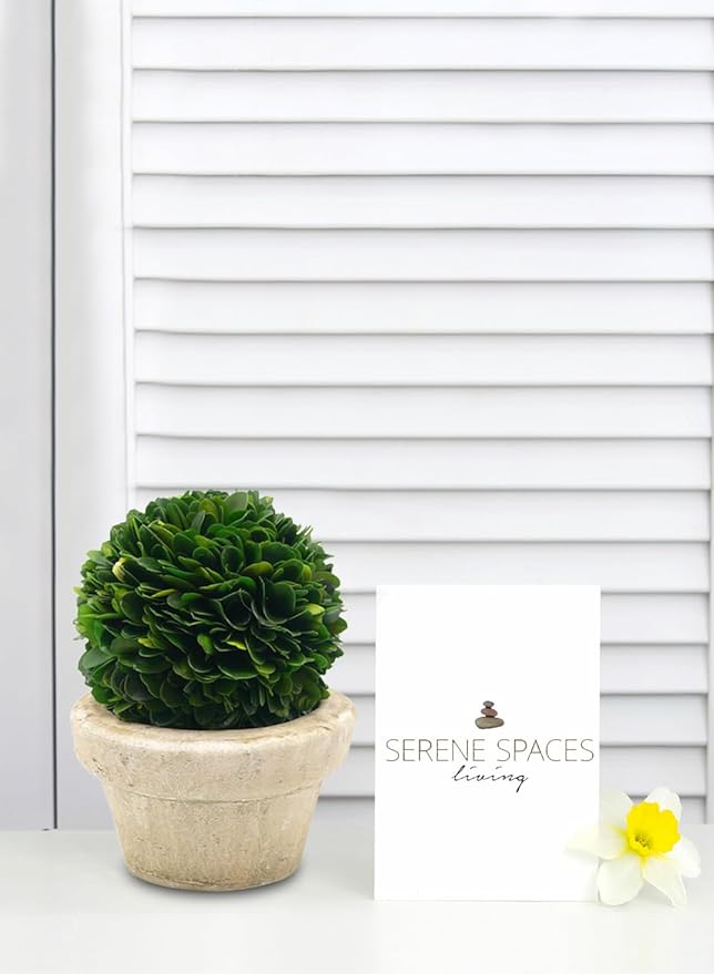 Serene Spaces Living Preserved Boxwood Ball with Small Pot – Boxwood in Planters, Preserved Plant for Boxwood Table Decor, Centerpiece, Measures 5.5" Tall & 4" Diameter, Single (Pack of 2)