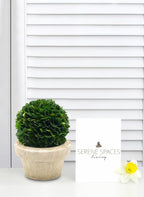 Serene Spaces Living Set of 12 Preserved Boxwood Ball with Small Pot – Boxwood in Planters, Preserved Plant for Boxwood Table Decor, Boxwood Centerpiece, Measures 5.5" Tall & 4" Diameter