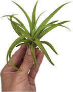 ragnaroc Air Plants - Tillandsia Capitata (Peach), Large 5-7” - 1 ct - Live Arrival Guaranteed - House Plants for Home Decor & Gift