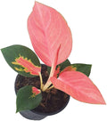 Pink Pearl Chinese Evergreen Plant - Aglaonema - Low Light - 4" Pot