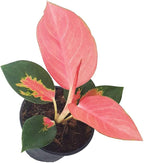 Pink Pearl Chinese Evergreen Plant - Aglaonema - Low Light - 4" Pot