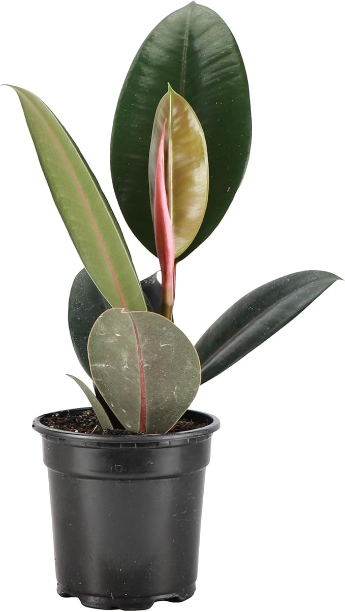 Thorsen's Greenhouse Ficus elastica, Live Indoor Plant, Rare Variety, Natural Air Purifier, Burgundy Rubber Plant, 4-Inch Diameter Pot (Nursery Pot)