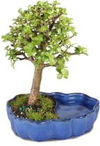 Brussel's Bonsai - Live Dwarf Jade Bonsai Tree in a Zen Ceramic Bonsai Pot, Indoor Succulent Houseplant, 3 Years Old, 5-8 Inches Tall, Easy Care Plant for Home or Office (Small, Green)