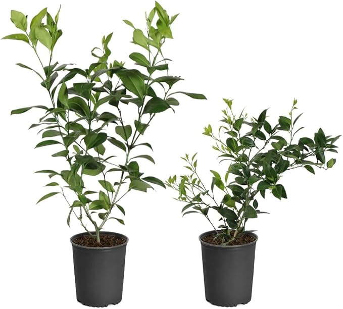 Brighter Blooms - Key Lime Bush, 2 Gallon - No Shipping to AK, AL, AZ, CA, FL, GA, HI, LA, MS, OR, TX