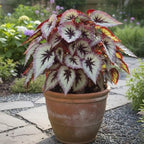 Begonia Live Plant, Begonias Live Plant, Rare Begonias Plants, 5-7 Inches in Height for Indoor Houseplant (Silver Purple Leaves Begonia)