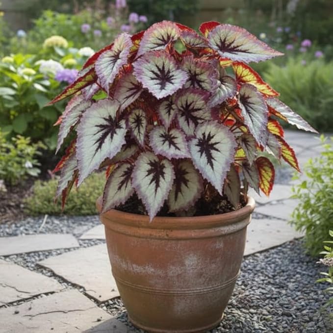 Begonia Live Plant, Begonias Live Plant, Rare Begonias Plants, 5-7 Inches in Height for Indoor Houseplant (Silver Purple Leaves Begonia)