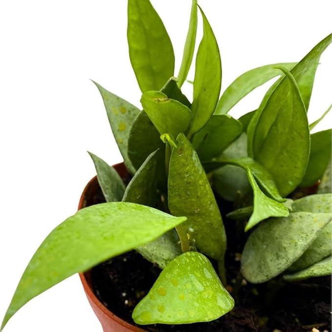 BubbleBlooms Hoya Lacunosa Mint, 4 inch Rare Exotic Indoor House Wax Plant