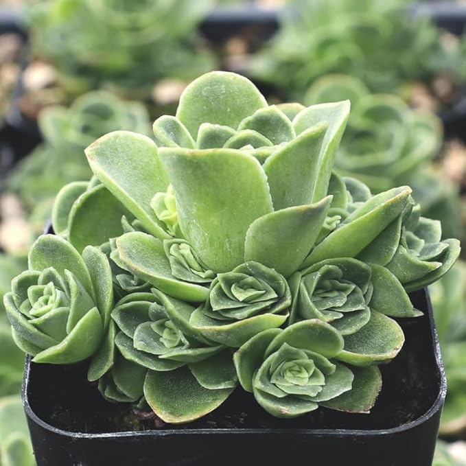 Mountain Rose Succulent Greenovia Dodrentalis Live Plant in 2-Inch Pot | Unique Rose-Shaped Crassulaceae for Indoor Home and Office Decor