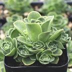 Mountain Rose Succulent Plant | Greenovia Dodrentalis in 2" Pot | Low Maintenance Desk Plant for Modern Interiors
