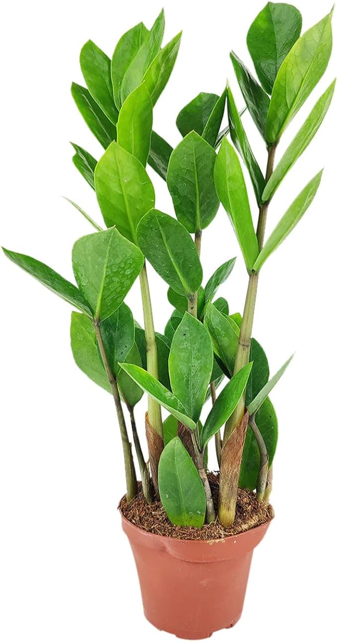ZZ Plant (6" Grower Pot) - Low Light and Healthy Houseplant - Easy to Care, Easy to Grow Plants for Beginners - Live Healthy Houseplant for Home Office Decoration - Air-Purifying Indoor Plant