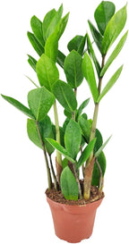 ZZ Plant (4" Grower Pot) - Low Light and Healthy Houseplant - Easy to Care, Easy to Grow Plants for Beginners - Live Healthy Houseplant for Home Office Decoration - Air-Purifying Indoor Plant