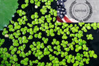 Duckweed (Lemna Minor) - 1200 Plants - Small Disabled Veteran Owned Company - South Shore Retail - Live Aquarium + Pond Plants