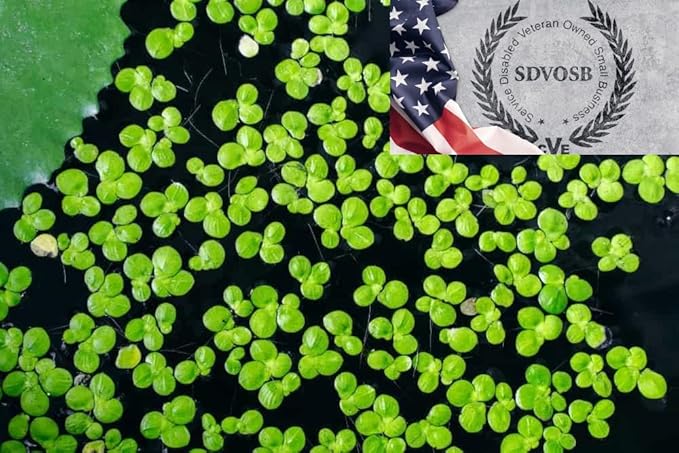 Duckweed (Lemna Minor) - 1200 Plants - Small Disabled Veteran Owned Company - South Shore Retail - Live Aquarium + Pond Plants
