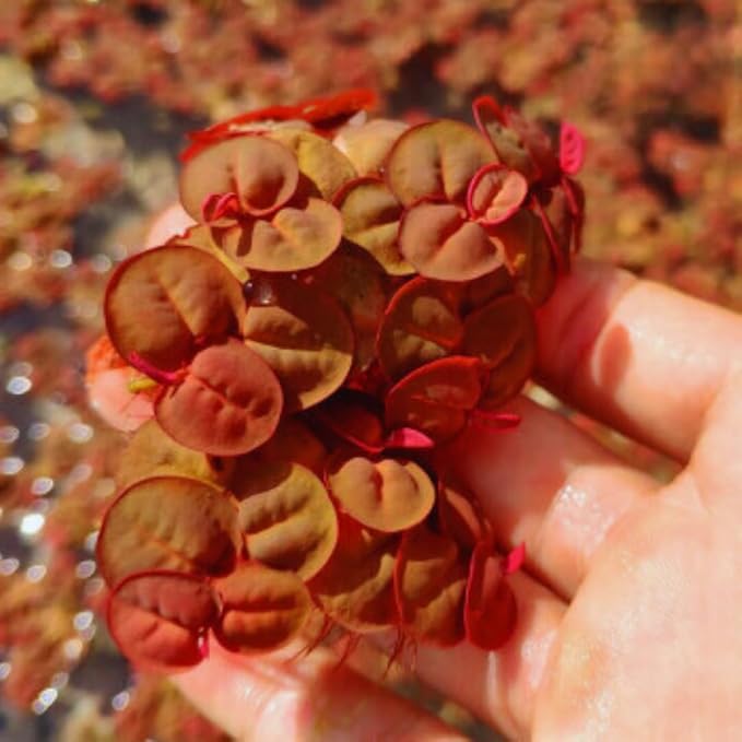 60+ Live Red Root Floater Plants - Vibrant Floating Aquarium Plants - Live Aquarium Plants for Growing - Aquatic Plant Live