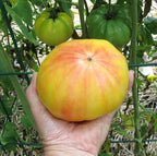 Mr Stripey Beefsteak Tomato Plants, Two Live Plants, Non-GMO, 4" to 6" Tall