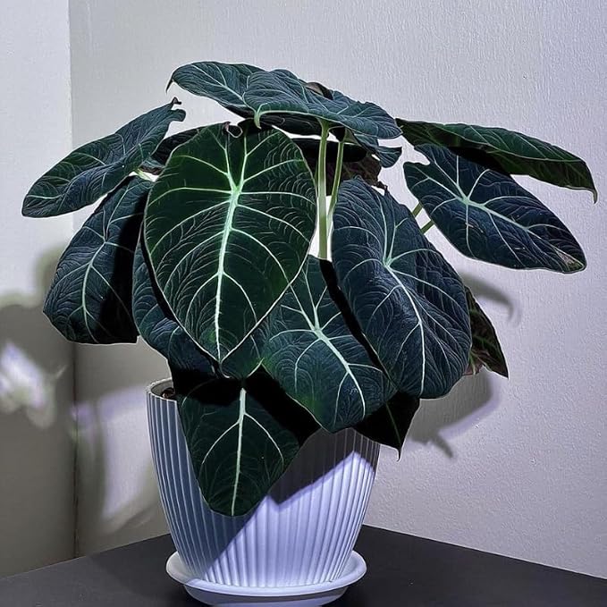 Black Velvet Alocasia Plant Live, Rare Tropical Alocasia Indoor Houseplant 4-7 Inches