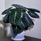 Black Velvet Alocasia Plant Live, Rare Tropical Alocasia Indoor Houseplant 4-7 Inches