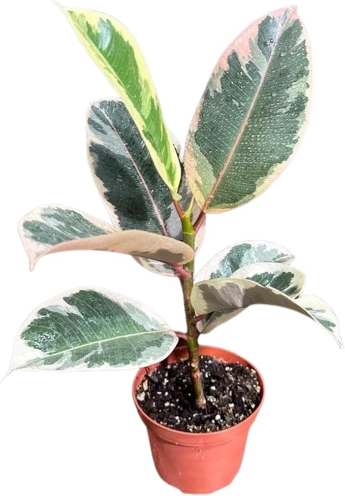 PLANTVERS Variegated Ficus Elastica ‘Tineke’ in a 4" Grow Pot - Easy-Care Indoor Houseplant - Ficus Elastica Live Houseplant - Low-Maintenance Tropical Indoor Plant