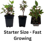 Pink Reblooming Azalea Plant Live, 7 Months Old Rhododendron Like, Azalea Rhododendron Tree Flowers Plants Live Bush in Pot