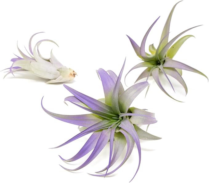 Purple Colorful Tillandsia Air Plants - Long Lasting Color Enhanced Live Tillandsia Succulent House Plants - Home and Garden Decor - Easy Care Indoor and Outdoor (Brachycaulos Abdita, Single)