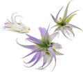Purple Colorful Tillandsia Air Plants - Long Lasting Color Enhanced Live Tillandsia Succulent House Plants - Home and Garden Decor - Easy Care Indoor and Outdoor (Brachycaulos Abdita, Pack of 3)
