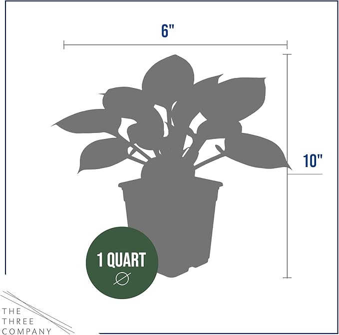 Live Perennial Hosta - First Frost (3 Plants Per Pack) Beautiful Accent Plant, 10" Tall by 4" Wide in 1 Qt Pot