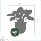 Live Perennial Hosta - First Frost (3 Plants Per Pack) Beautiful Accent Plant, 10" Tall by 4" Wide in 1 Qt Pot