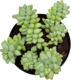 Altman Plants, 3.5" Donkey Tail Succulent Plants Live Succulents Plants Live Indoor Plants Live Houseplants Live Indoor House Plants Indoors Live Plants Indoor, Outdoor Plants Live Succulent Plants